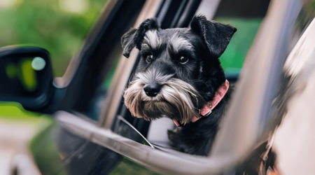 can a miniature schnauzer fly in cabin