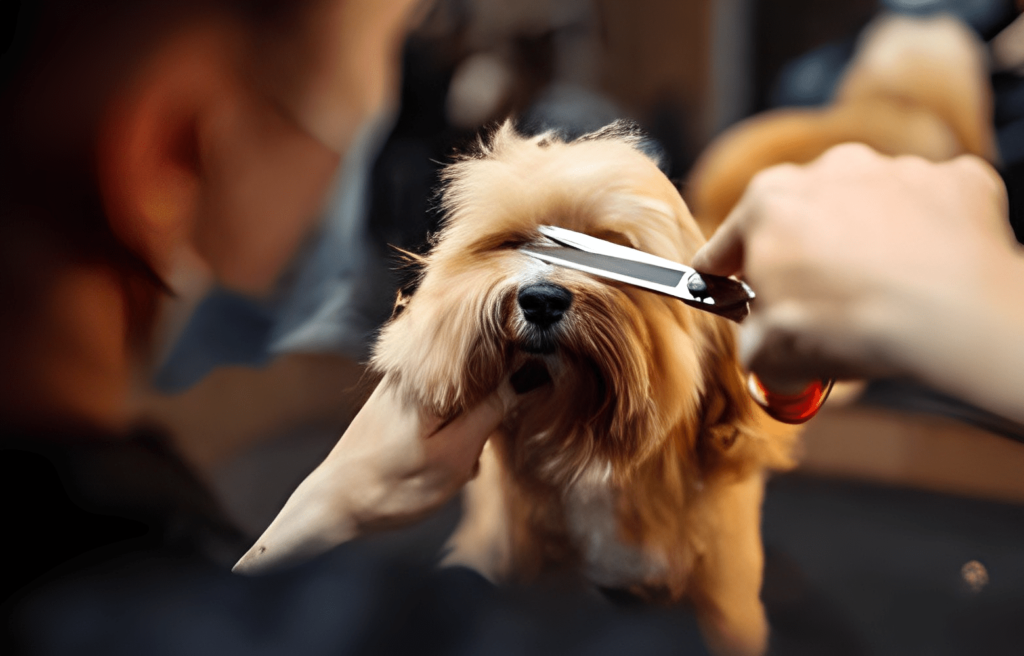 cropping miniature schnauzer ears