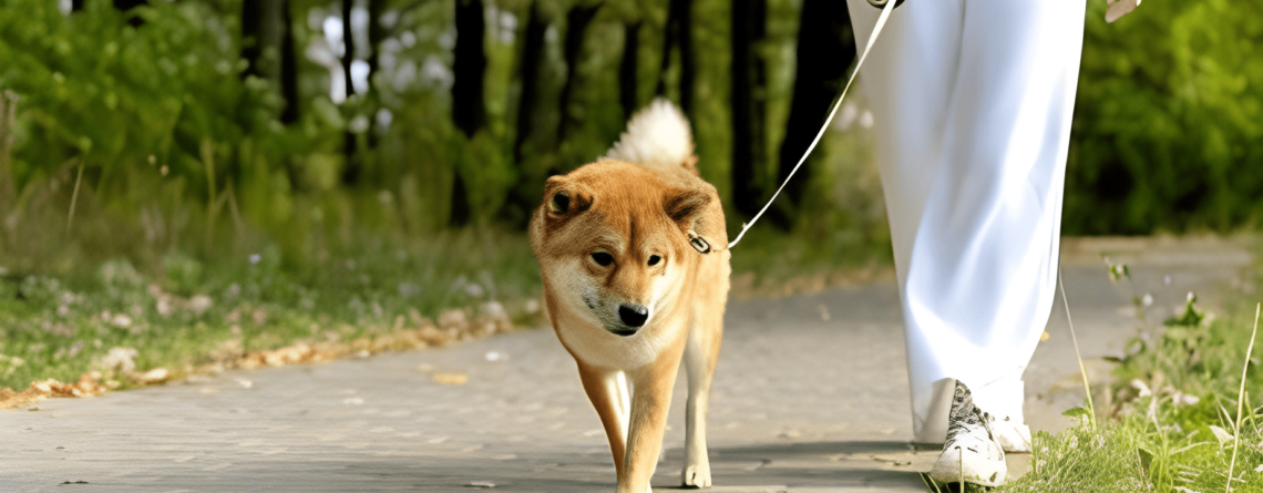 Shiba Doesn't Want To Walk