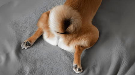 Why Is My Shiba Inu Tail Down