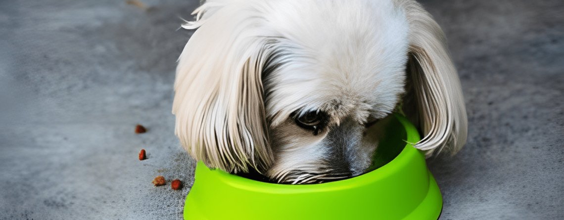 food for shih tzu dog