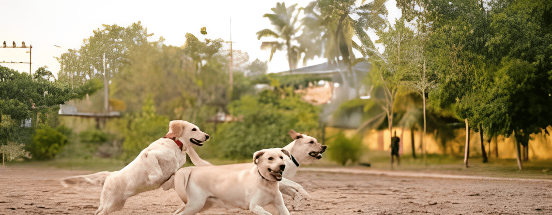 will a golden retriever attack an intruder