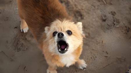 is shih tzu bite dangerous