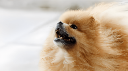 shih tzu growling when picked up