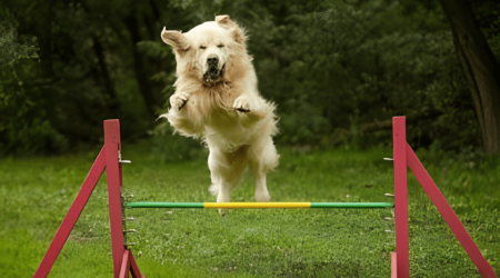 are golden retrievers high energy