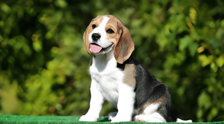 Why Beagles are the worst dogs