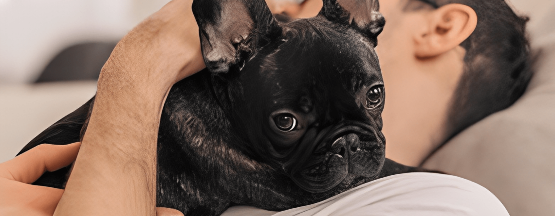 french bulldog heart problems