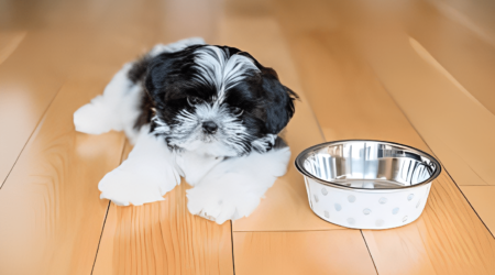 shih tzu food to avoid