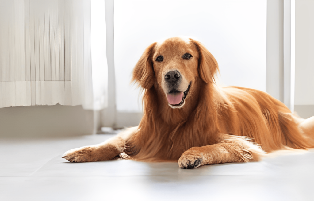 golden retriever hair not growing