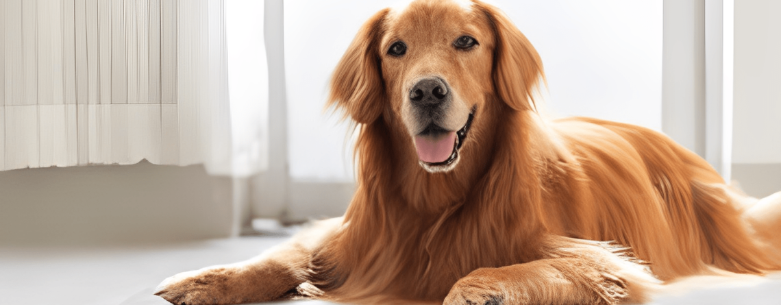 golden retriever hair not growing