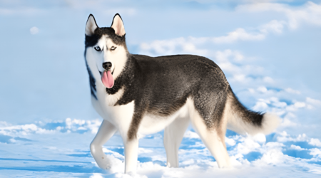 owning a husky pros and cons