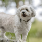 Havanese Bark A Lot