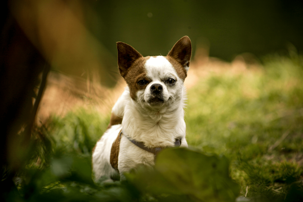 chihuahuas so small