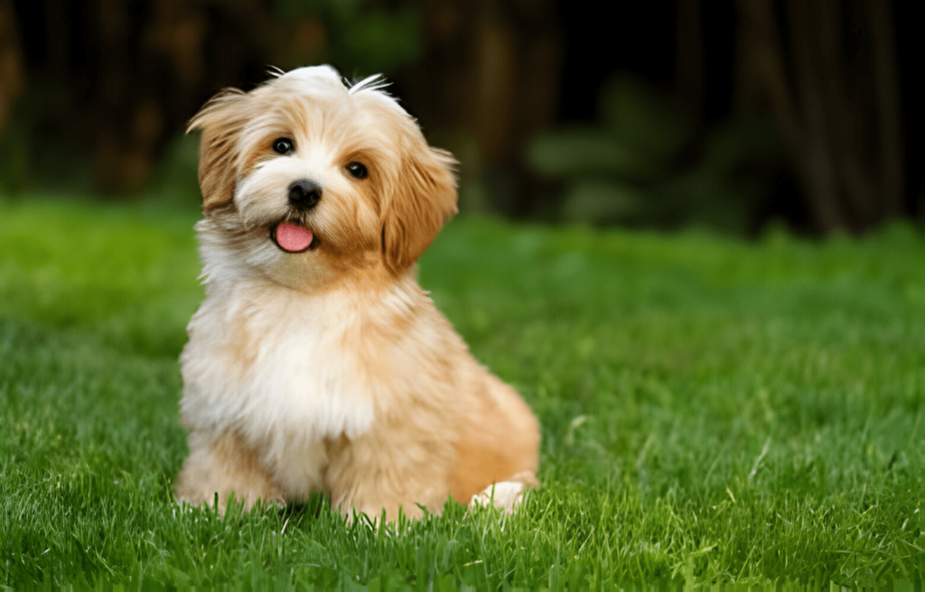 Groom A Havanese